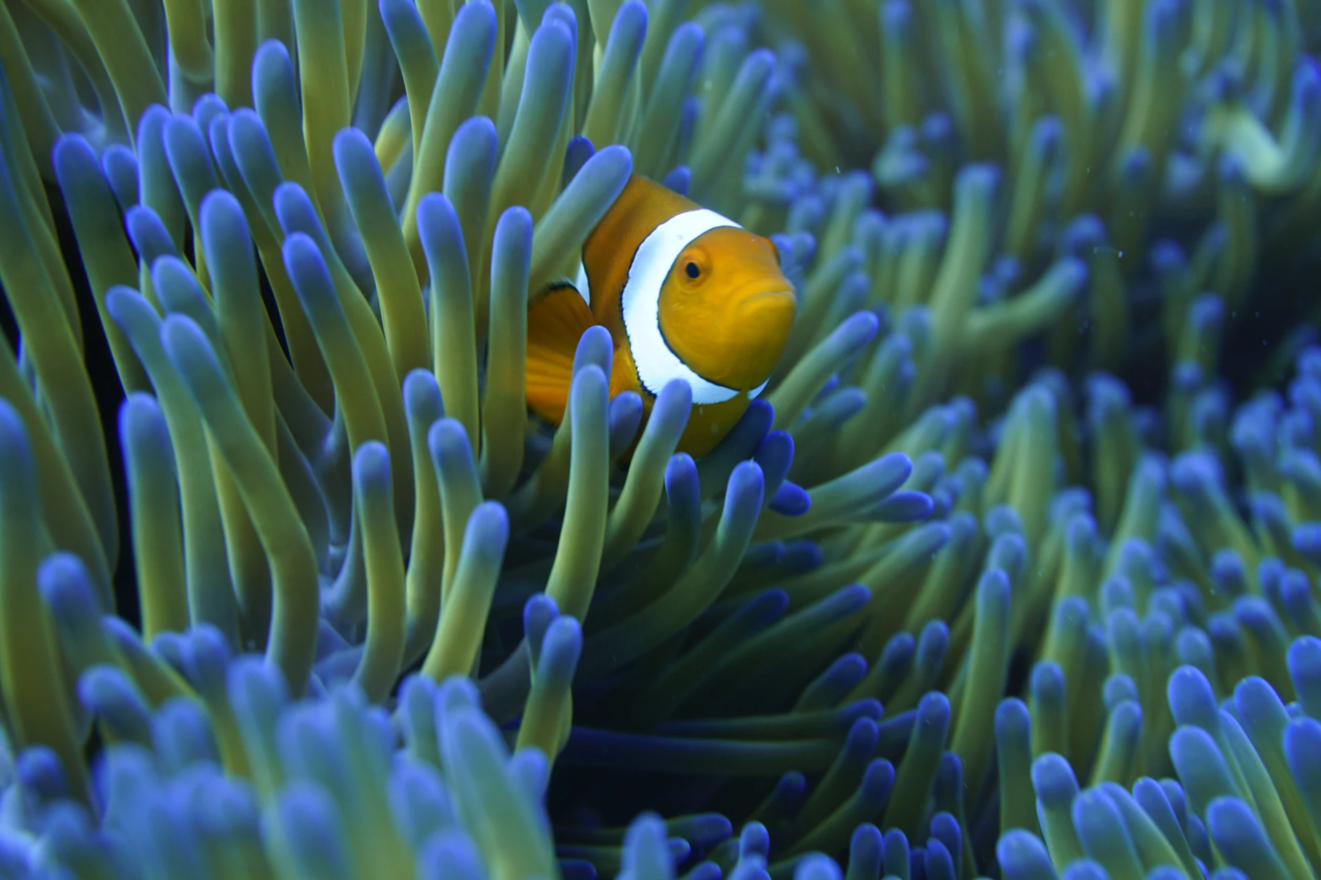 An orange clownfish nestled among green anemone tentacles with electric-blue tips. Photograph by James Dawson.
